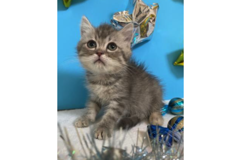 成約済の大阪府のスコティッシュフォールド-68348の3枚目